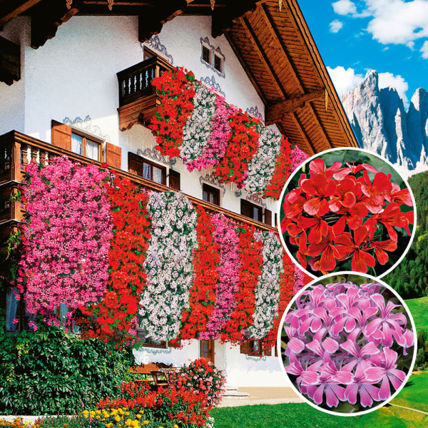 Mușcate Duo de vis Roșu-Roz (6 buc)