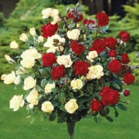 Trandafir cu tulpină înaltă, bicolor