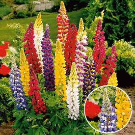 Iarbă cu ochi albaştri Sapphire (3 buc)