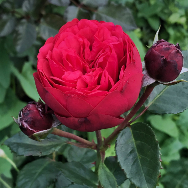 Trandafir teahibrid roșu Piano, în ghiveci