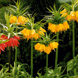 Laleaua împaratului galbenă 