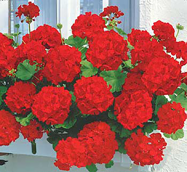 Muşcată erectă Feuerball (3 buc)