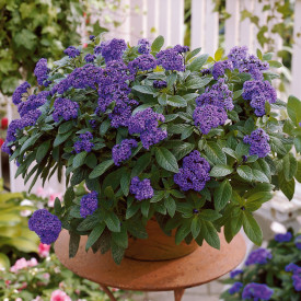 Arbust de vanilie (3 buc)