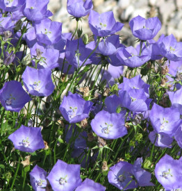 Clopoțel carpatin, albastru (3 buc)