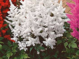 Astilbe alb 