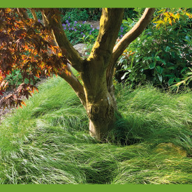 Carex (3 buc)