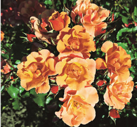 Trandafir acoperitor de sol Cubana