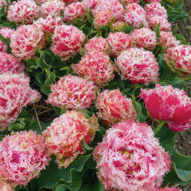 Lalele Byron Bay (8 buc)