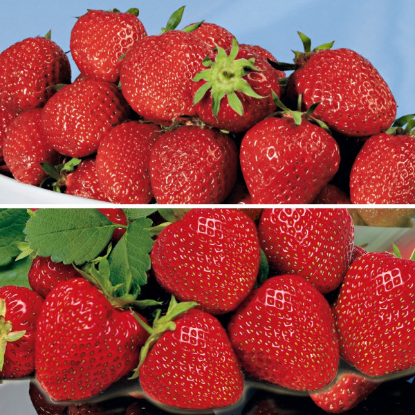 Ofertă 10 de stoloni de căpşuni Elsanta + Lambada