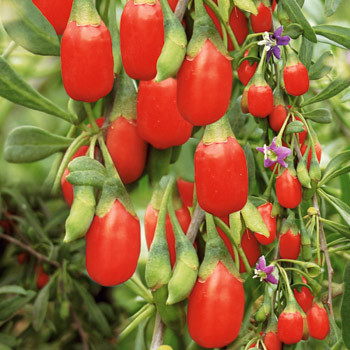 Boabe Goji