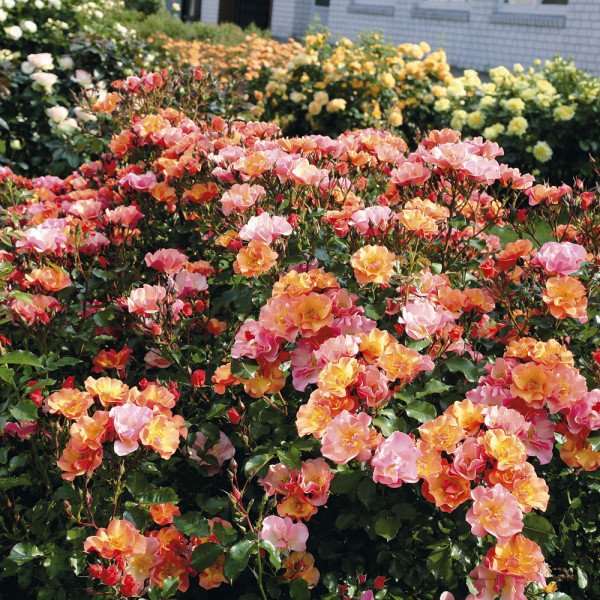 Trandafir acoperitor de sol Jazz (3 buc)