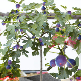 Smochin pitic Little Miss Figgy