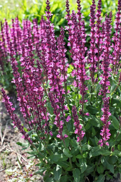 Salvia nemorosa, roz