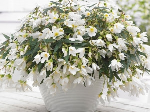 Begonie Beauvilia albă