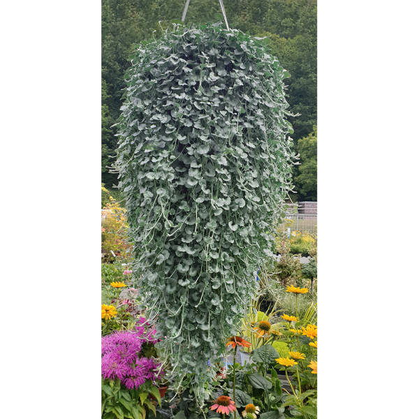 Ploaie de argint (3 buc)