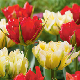 Lalele Sweet & Love Valley (6 buc)