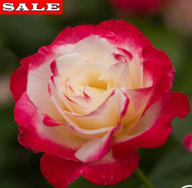 Trandafir Nostalgie, în ghiveci