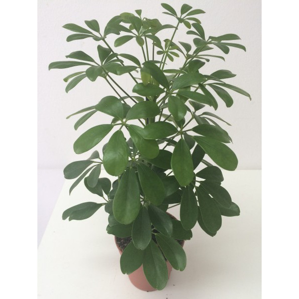 Arborele umbrelă cu frunze variegate