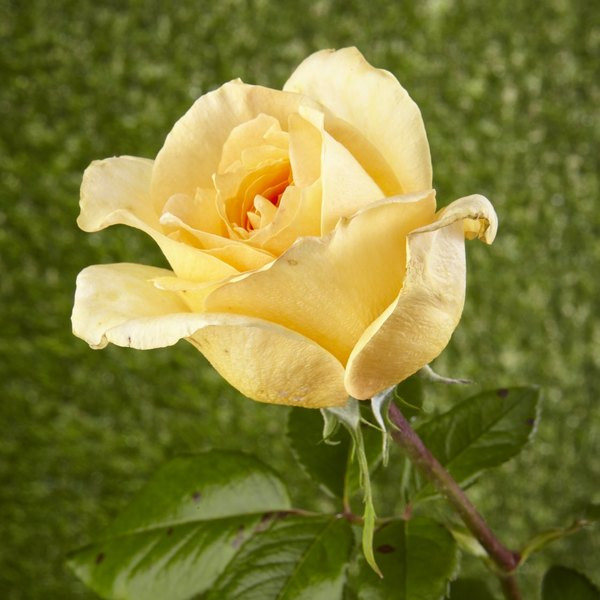 Trandafir Arthur Bell