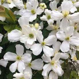 Clematită montana, cu flori albe