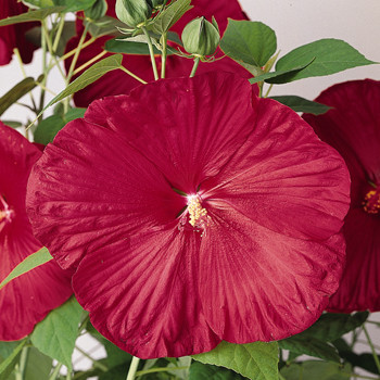 Hibiscus de grădină roşu