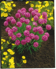 Limba peştelui (3 buc)