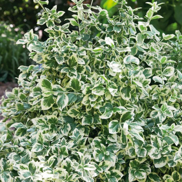 Salbă galbenă