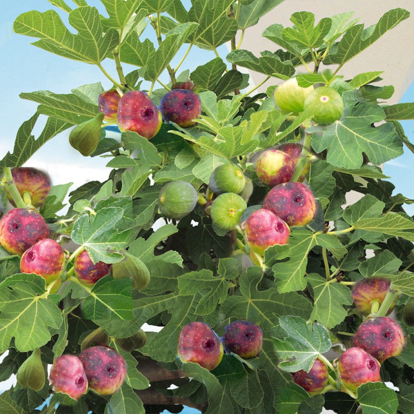 Smochin Viola, tufă