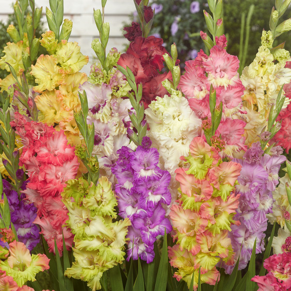 Gladiole cu flori franjurate (25 buc)