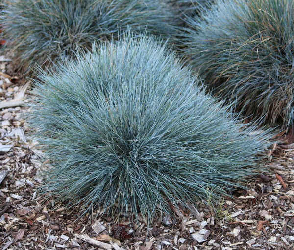 Festuca glauca albastru