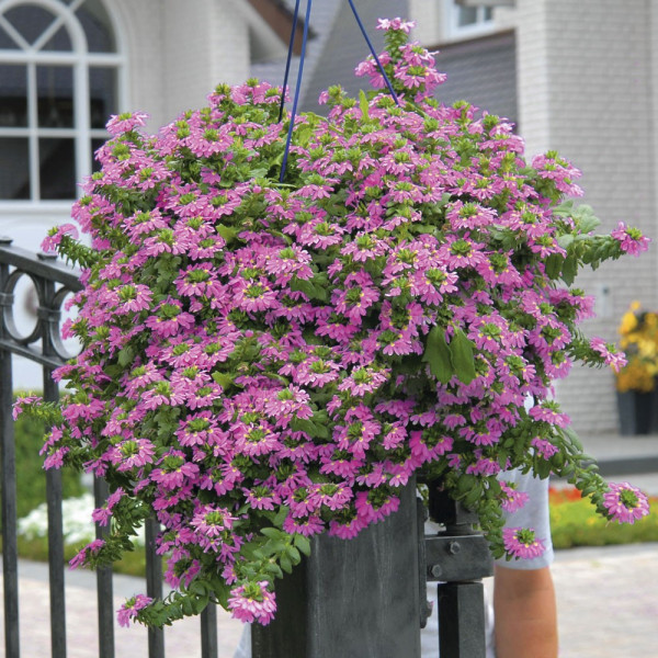 Floare evantai roz Topaz Pink (3 buc)