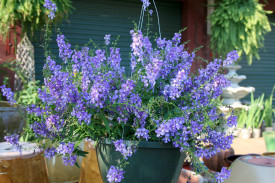 Angelonia Blue