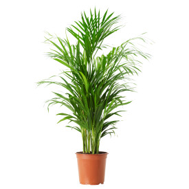 Palmier Areca dimensiune mică
