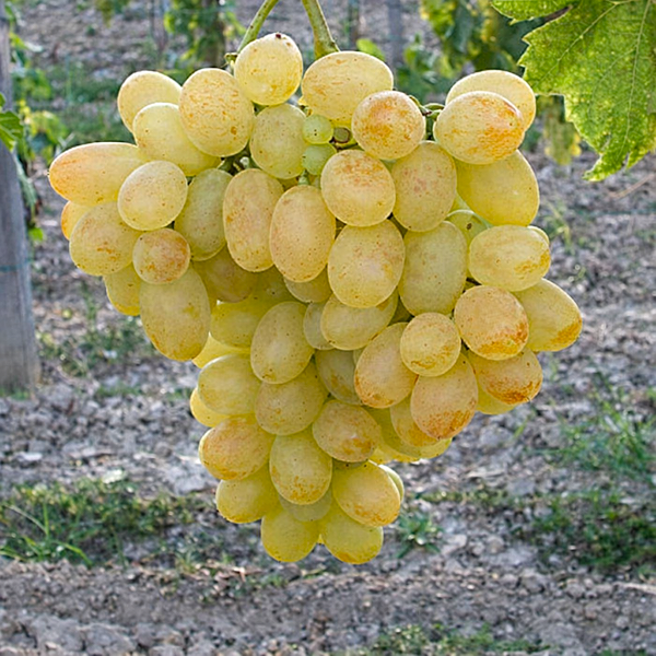 Viţă de vie Eva