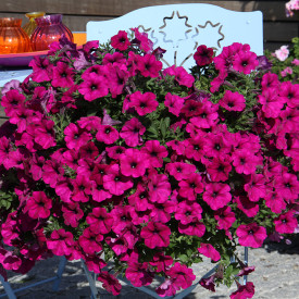 Alpetunie Dark Purple (3 buc)
