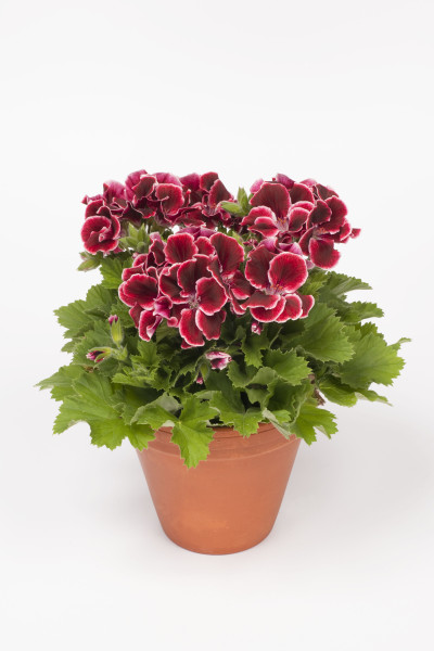 Muşcată Aristo Red Beauty