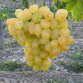 Viţă de vie Eva