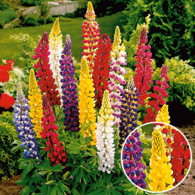 Lupin galben