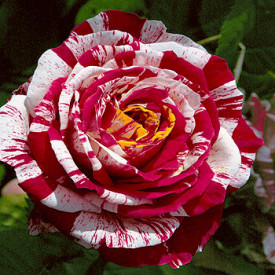 Trandafir teahibrid Best Impression, în ghiveci