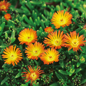 Floare de cristal Orange Wonder (3 buc)