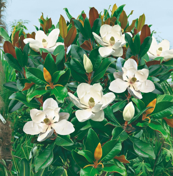 Magnolie cu flori mari, veşnic verde