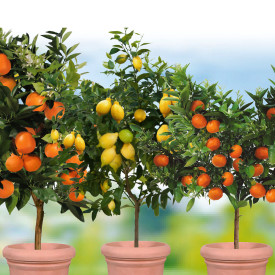 Ofertă 3 plante exotice (lămâi, portocal și mandarin)