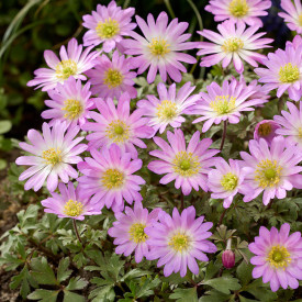 Anemone Pink Star (10 buc)