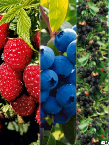 3 varietăți de fructe de pădure