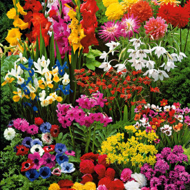 Compoziție de 75 bucăți de bulbi de flori