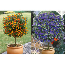 Ofertă Gențiană și Lantana cu tulpină înaltă