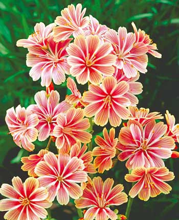 Lewisia de stâncă