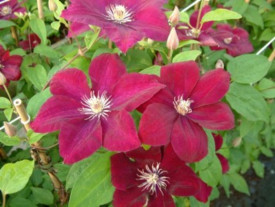 Clematită Rouge Cardinal