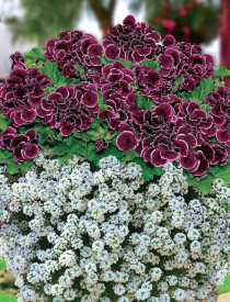 1 Aristo la ghiveci mare și 3 Snow Princess