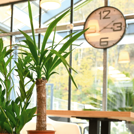 Yucca cu tulpină înaltă, de mărime mare